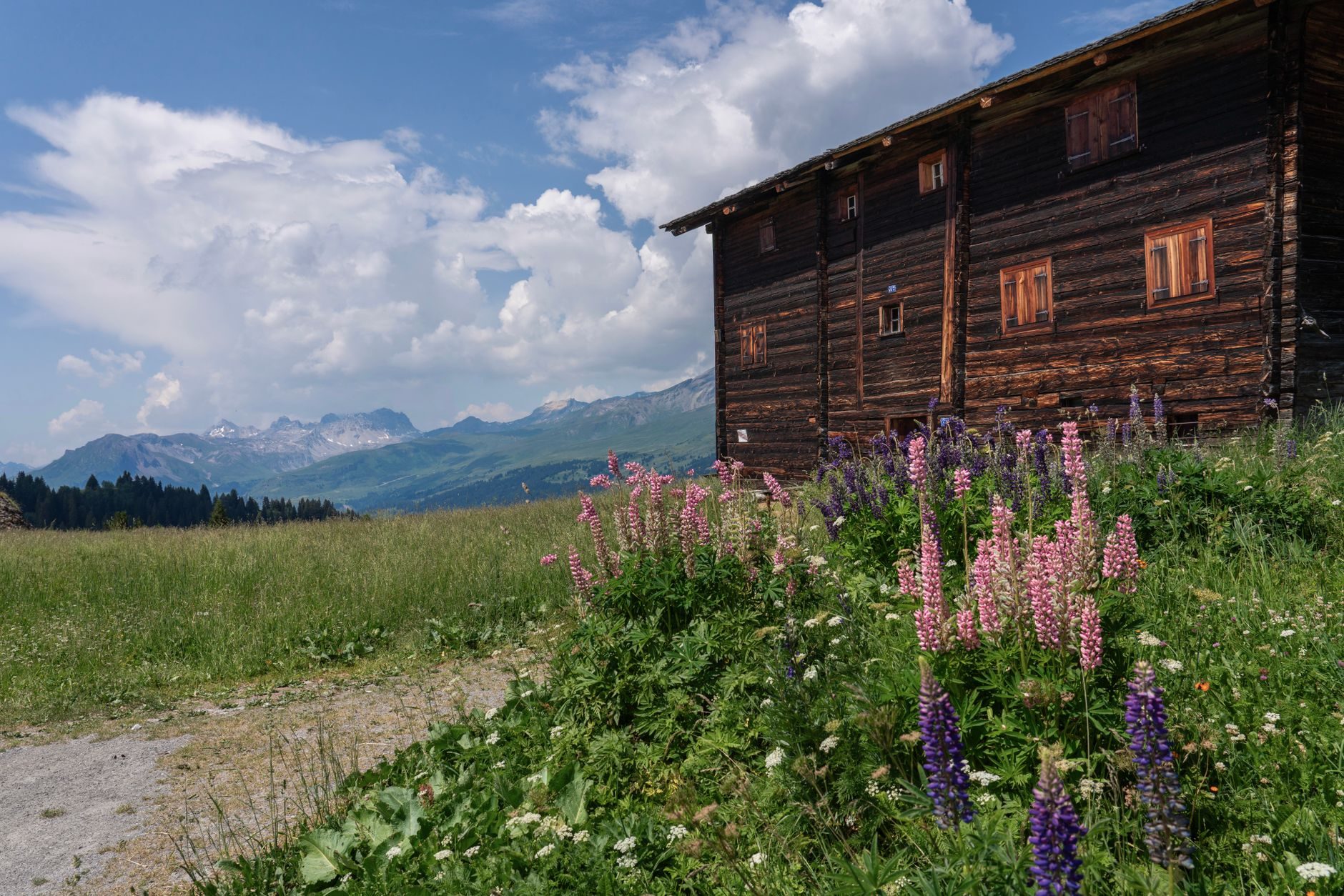 Grange de mélèze noirci dans un pré de lupins, l'été