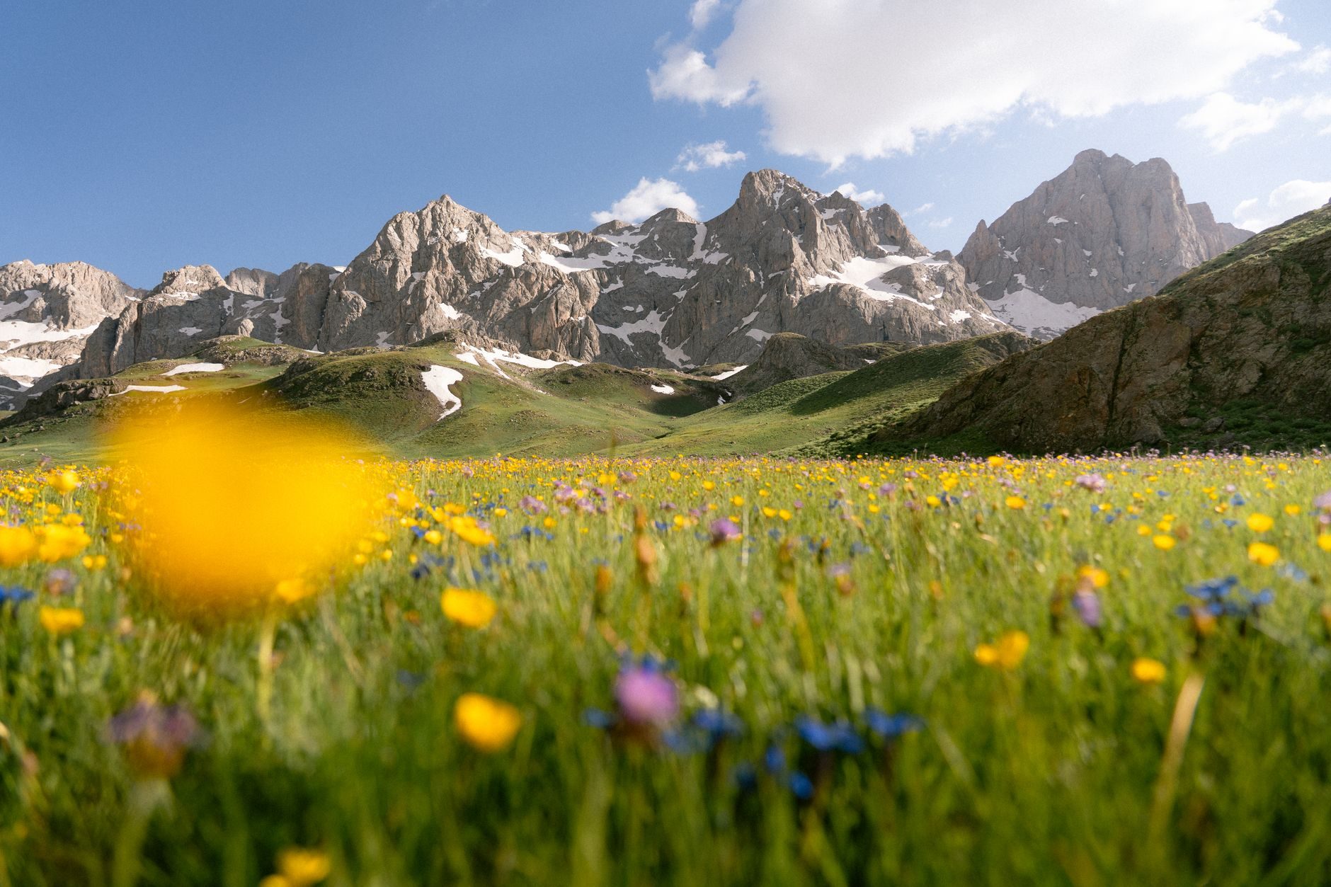 Alpage fleuri face au massif en été