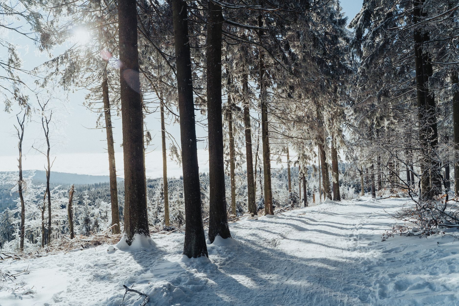 Forêt de la vallée sous la neige, lumière rasante